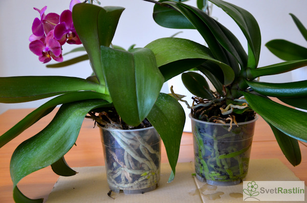 Priehľadné črepníky pre orchidey.