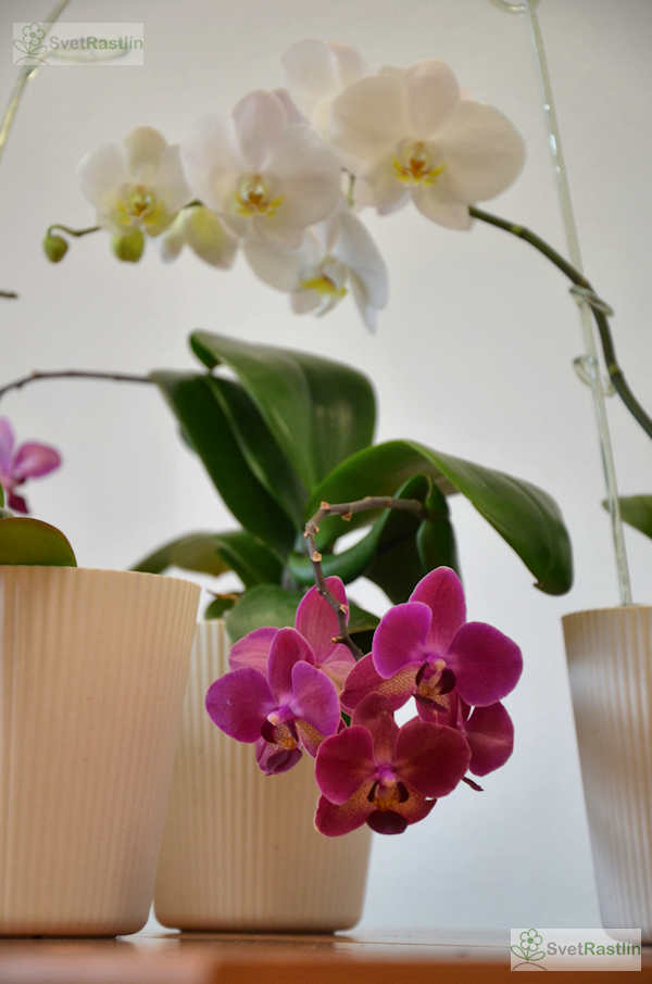 Rozkvitnuté orchidey.