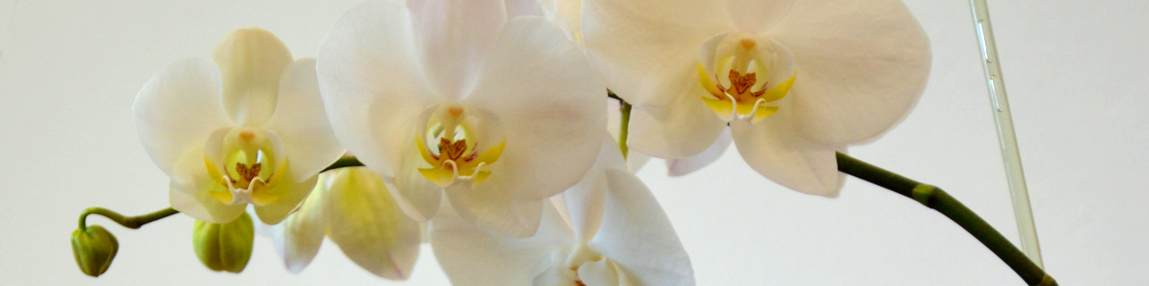 Ako presadiť orchideu