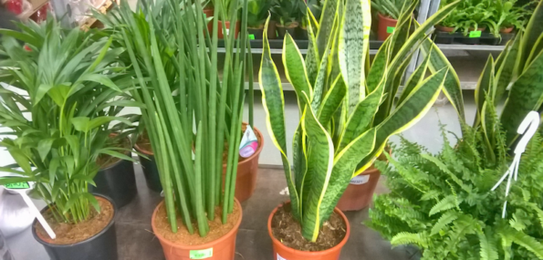Rastliny v obchode