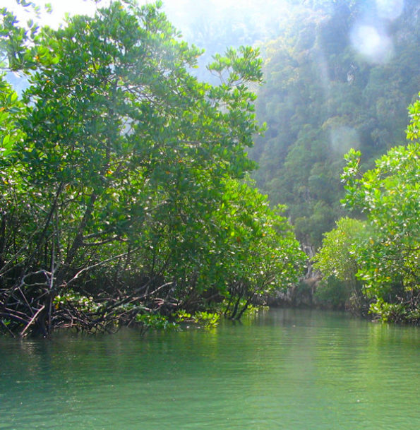 Mangrovové porasty
