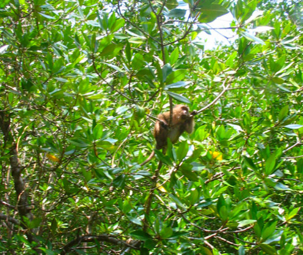 Opice sa zvedavo zvedavo vešajú v korunách mangrovov.