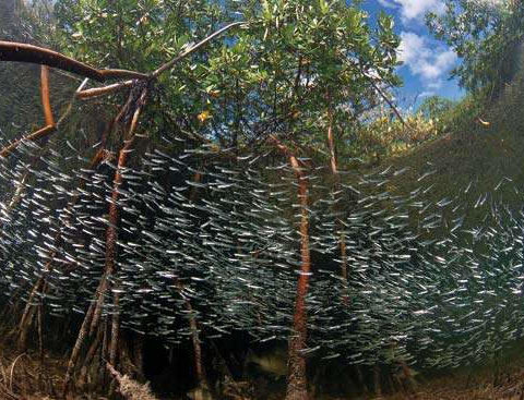 Ryby plávajúce v mangrovovom kanáli