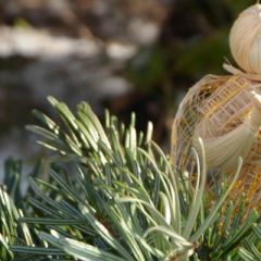 Úvodný obrázok - Anielik v čečine