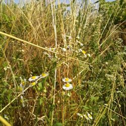 Bližší pohľad na druhovo rôznu vegetáciu
