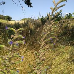 hadinec obyčajný (Echium vulgare)