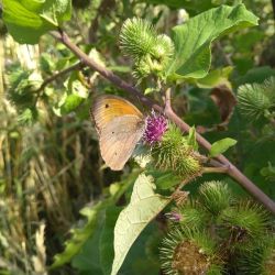 Rastlinná vegetácia umožňuje život motýľom