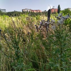 Prostredie kde sa hrozno už nepestuje