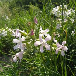 knôtovka biela (Silene latifolia)