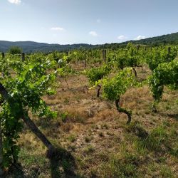 Pestovanie hrozna vo vinohrade