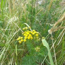 vratič obyčajný (Tanacethum vulgare)